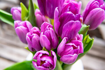 fresh spring flowers purple tulips