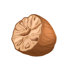 nutmeg food ingredient cartoon vector illustration color sign