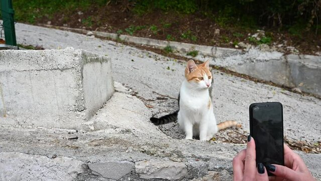 Woman taking photos of street cats with her mobile phone. Abandoned cat. 
