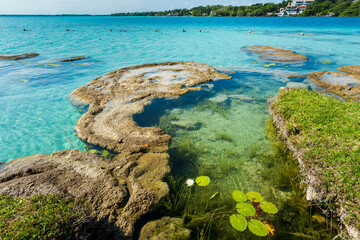 Stromatolites lagoon Bacalar Mexico