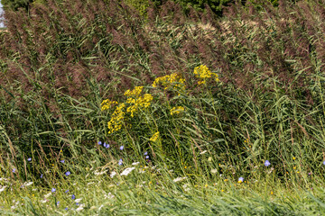 Green grass growing in the field in the summer