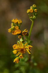 Jakobs-Greiskraut (Senecio jacobaea)	