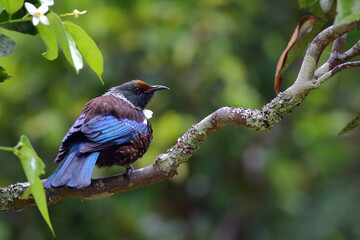 Tui - Prosthemadera novaeseelandiae - a famous New Zealand endemic honeyeater - perching on a tree...