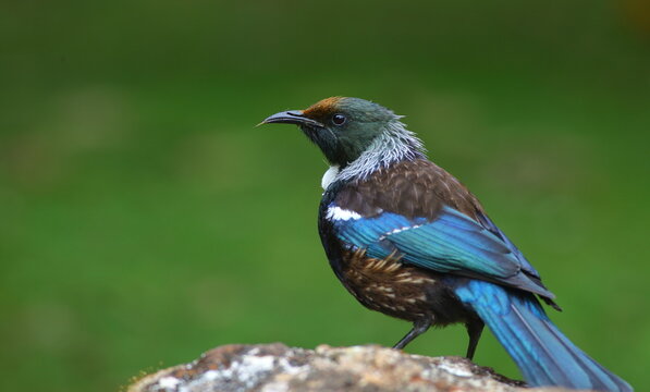 Close-up portrait of Tui - Prosthemadera novaeseelandiae - a famous New Zealand endemic honeyeater with yellow pollen on forehead, sticking tongue out, in a blurred green background, in New Zealand