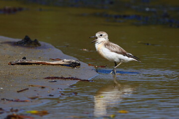 New Zealand dotterel or Northern New Zealand dotterel (Charadrius obscurus aquilonius),  endemic to New Zealand, foraging on the beach with blurred sea and beach background, in the North Island, NZ
