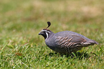 A male California quail (Callipepla californica) foraging on the grass, in a park, in the North Island, New Zealand (the species was introduced to New Zealand from the US)