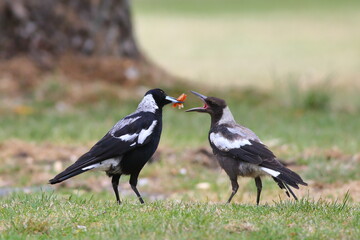 An adult Australian magpie (Gymnorhina tibicen) feeding a young bird (right), with a blurred green background, in a holiday park in the North Island, New Zealand