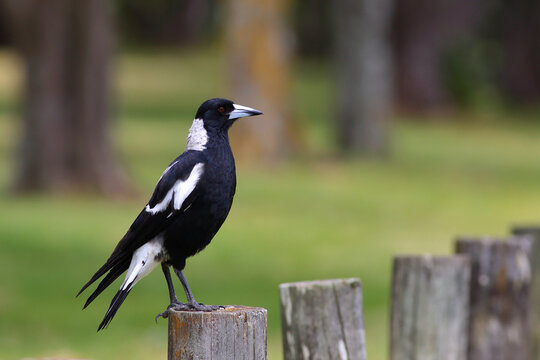 An adult Australian magpie (Gymnorhina tibicen) perching on a wooden post, with a blurred green background, in a holiday park in the North Island, New Zealand