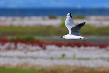 A colour banded adult Black-billed Gull - Chroicocephalus bulleri - endemic to New Zealand - flying over a coastal wetland in Miranda, New Zealand, with blurred colourful vegetation as background