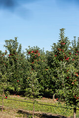 Fototapeta na wymiar Ripe ripe apples on a tree