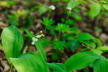 flowers in nature lily of the valley in the red book in the forest