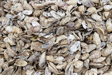 Shells of clams and oysters