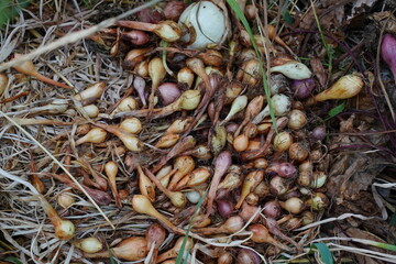 Freshly picked dirty onions and garlic in a field on the farm. Natural fruits and vegetables without additives and GMO. Top view.
