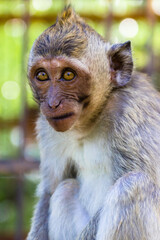 A portrait of monkey with funny face, blur background.