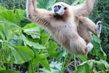 gibbon in a zoo in chiang mai (thailand)