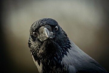 close up of a crow