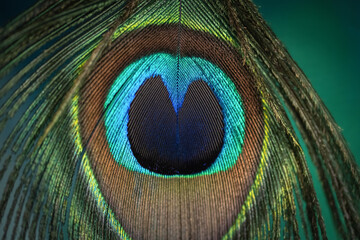 Obraz premium Pfauenauge in einer Pfauenfeder als Nahaufnahme