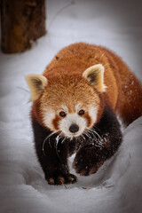 red panda in the snow