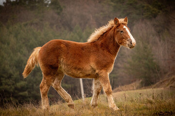 Obraz premium horse walking in the field 