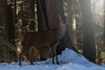 A deer in the snowy forest looks at the camera, at the same time a gleam illuminates the deer
