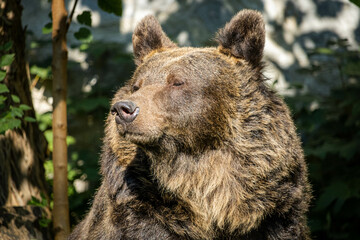 Obraz premium brown bear close-up