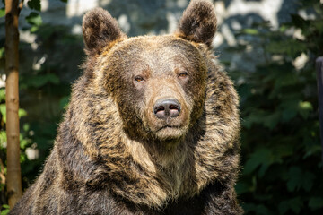 brown bear close-up