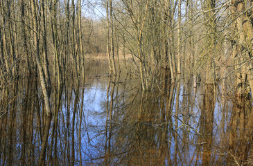 flooded trees in spring forest