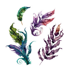 Mardi Gras Hand painted watercolor bird feathers closeup isolated on white background colorful set. Art scrapbook elements, sketch, hand drawn