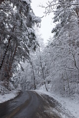 Droga zimowa w lesie