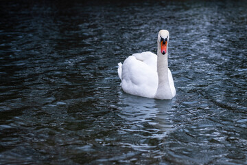 Obraz premium A white swan swimming alone in a lake. White Swans. High resolution swan photo.