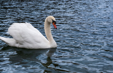 A white swan swimming alone in a lake. White Swans. High resolution swan photo.