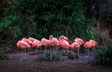 flock of flamingos Beautiful flock of flamingos resting in a wooded area. Close-up and high resolution flamingo shot.