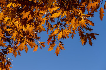 Orange dry oak foliage in the autumn season