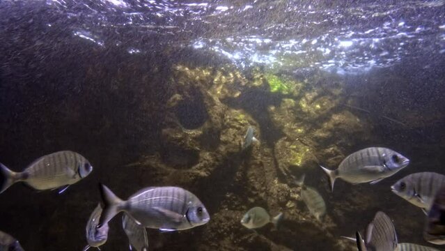 white_seabream_Diplodus sargus swimming, 2023
Underwater view from Eilat israel, 2023
