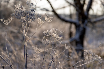 Bare deciduous trees in the forest in winter