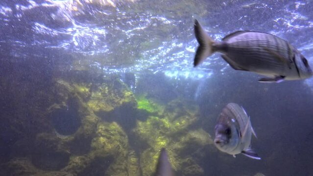 white_seabream_Diplodus sargus close to eater surface
Underwater view from Eilat israel, 2023
