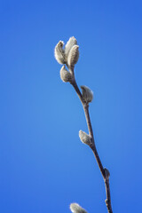 Fuzzy magnolia buds againg a bright blue sky