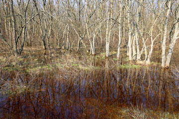 Fototapeta premium flooded trees on meadow in spring forest