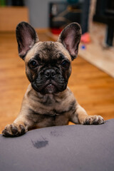 French bulldog puppy look sadly to the camera.