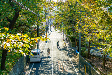 Obraz premium 橋から眺める桜坂の緑の時期
