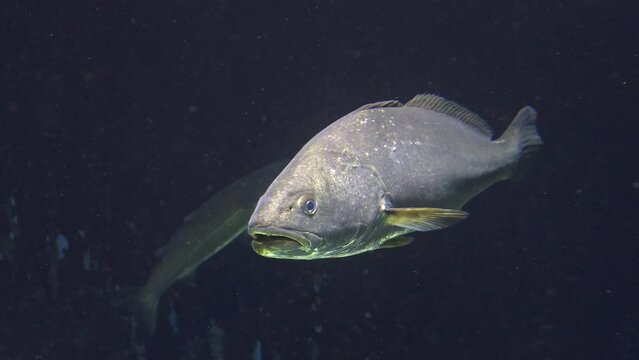 Argyrosomus regius fish underwater, 2023
Medium shot from Israel, 2023

