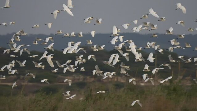 Cattle egret (Bubulcus ibis) flock  flying in the early evening
Cattle egret wildlife from Israel, 2023 
