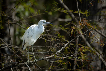 Immature Little Blue Heron at CREW Bird Rookery