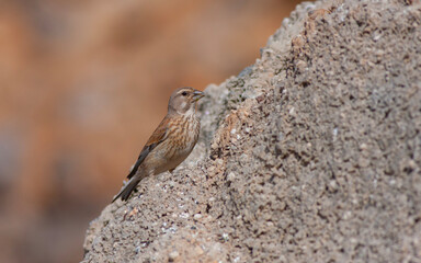 little bird watching on the ground, Common Linnet, Linaria cannabina	