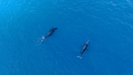 Drone aerial view of humpback whale in Reunion island