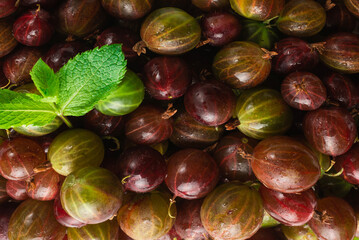 Gooseberry isolated on white background. Top view.