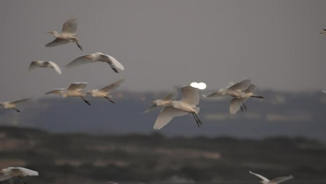 Cattle egret flight at sunset, Israel
Cattle egret wildlife from Israel, 2023 
