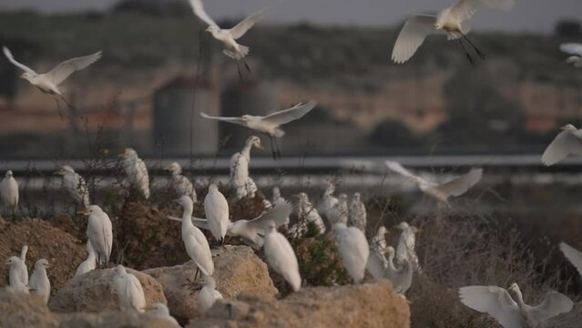 Cattle egret landing at sunset, Israel
Cattle egret wildlife from Israel, 2023 
