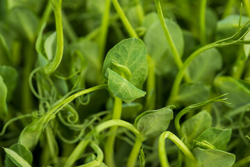 A large number of pea roots are light yellow in color