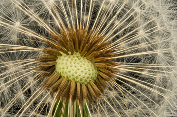 dandelion seed head